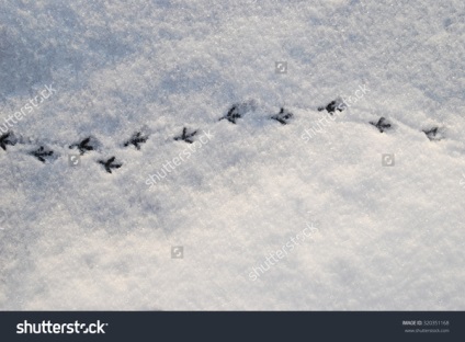 Shutterstock sau cum să câștigi bani în fotografiile tale