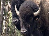 Swede crește bizon în regiunea Novgorod