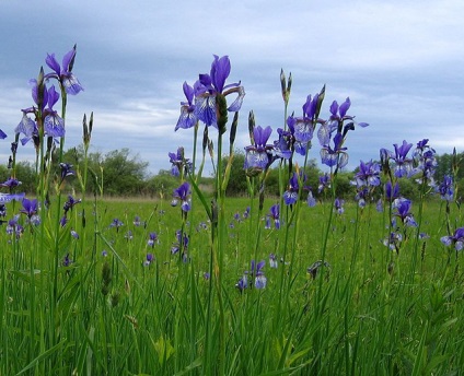 Irisuri siberiene - specii, soiuri, clasificare în grădină