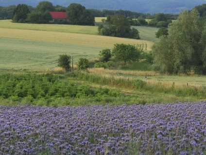 Citrită mustar și phacelia - ca mijloc de combatere a buruienilor