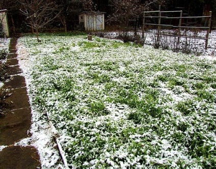 Ciderate în toamnă, care este mai bine să planteze muștar, phacelia, viol