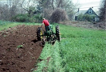 Ciderate în toamnă, care este mai bine să planteze muștar, phacelia, viol