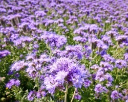 Green тор е по-добре да се засаждат през есента някои горчица, Phacelia, маслодайна рапица