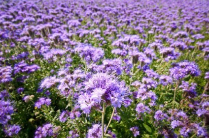 Ciderate în toamnă, care este mai bine să planteze muștar, phacelia, viol