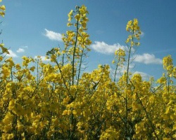 Сидерати восени які краще садити гірчиця, фацелія, рапс