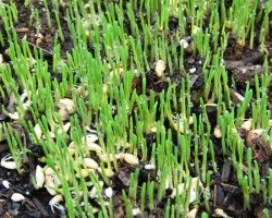 Ciderate în toamnă, care este mai bine să planteze muștar, phacelia, viol