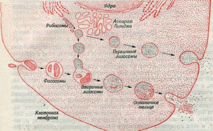 Sinteza enzimelor lizozomale - lizozomi și boli - molecule și celule - cititor de miere