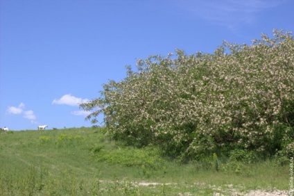 Rock - navighează - în Praskoveevka