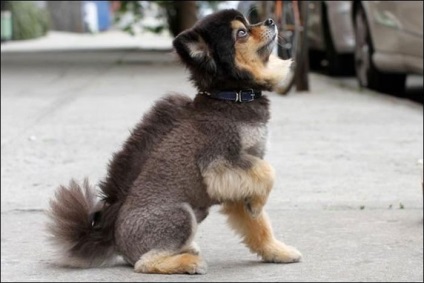 Cât de mult are un câine, un câine mic, un cățel în Rusia