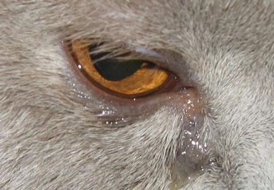 Könnyező szem kutyák és macskák