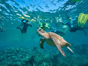 Snork în Thailanda - cele mai bune locuri în depărtare de zonele turistice, uimitorul Thailanda este -