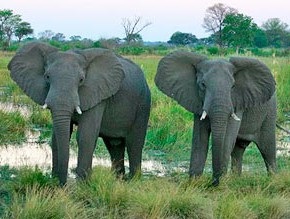 Snork în Thailanda - cele mai bune locuri în depărtare de zonele turistice, uimitorul Thailanda este -