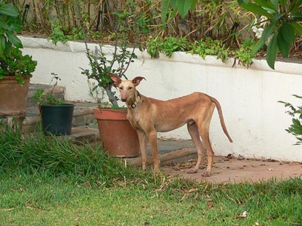 Canine Canaria (Spanyolország)