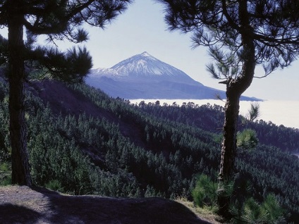 Canine Canaria (Spanyolország)