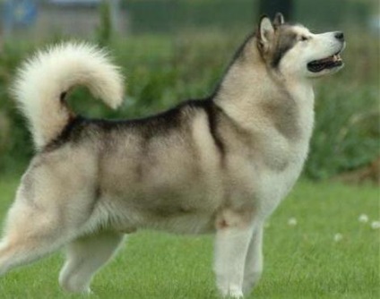 Dog Malamute este un prieten adevărat și un ajutor excelent