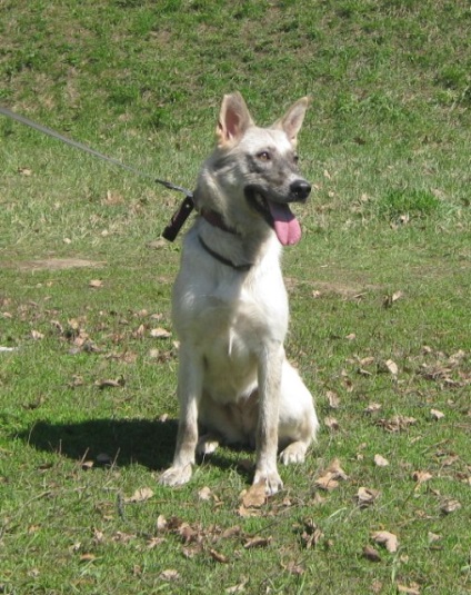 Câini și pisici în mâini bune