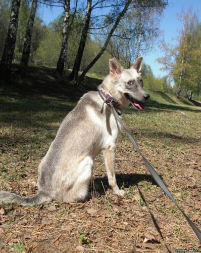 Câini și pisici în mâini bune