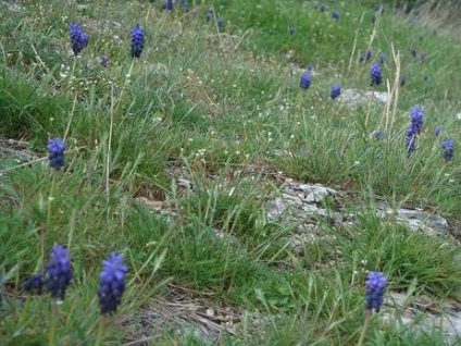 Sokobanya de ce se străduiesc aici, a ta, Serbia