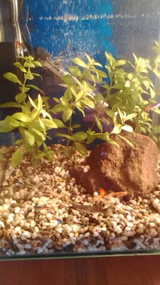 Somik korodoras pătat plutind lângă suprafața apei - forumul acvariștilor