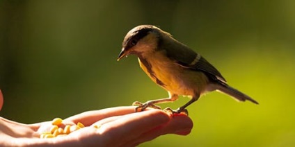 Álomértelmezés madár a kezében, amit álom madár a kezében egy álom
