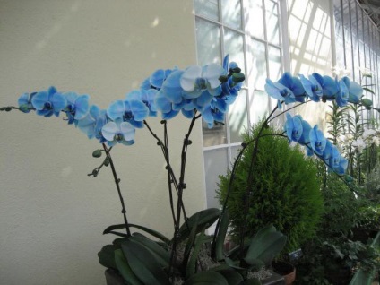 Soiuri Phalaenopsis numele, descrierea, caracteristicile de creștere la domiciliu