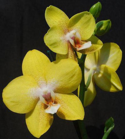 Soiuri Phalaenopsis numele, descrierea, caracteristicile de creștere la domiciliu