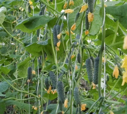 Cucumber cedric variety (f1) fotografie, recenzii, descriere, caracteristici