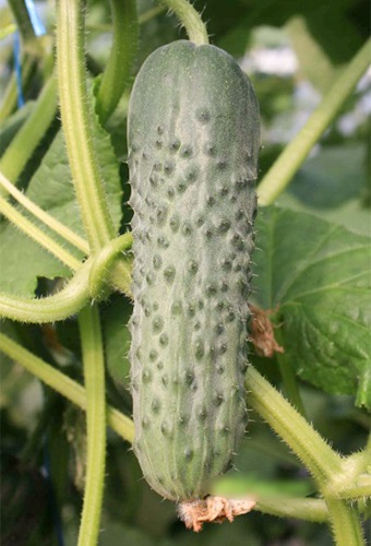 Cucumber cedric variety (f1) fotografie, recenzii, descriere, caracteristici