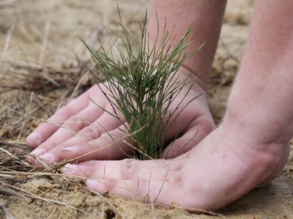 Cedru de cedru reguli siberiane de plantare si ingrijire