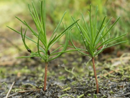 Cedru de cedru reguli siberiane de plantare si ingrijire