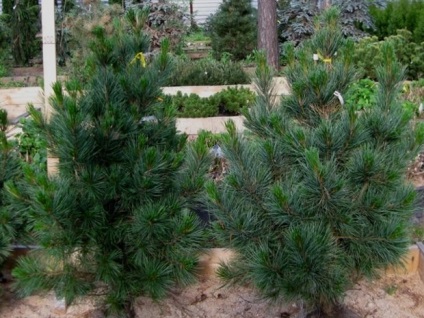 Cedru de cedru reguli siberiane de plantare si ingrijire