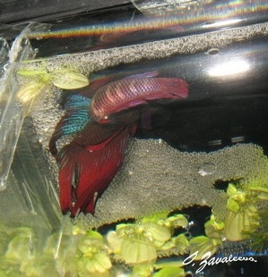 Sfaturi pentru reproducere bettas betta splendens - mafia betta splendens pescăruș de pește