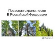 Збереження біорізноманіття при лісосічних роботах - аналітика лісової промисловості