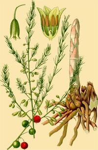 asparagus officinalis