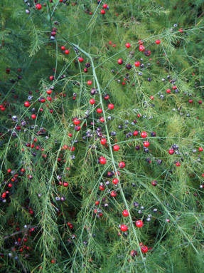 Asparagus officinalis, vagy nyúlszemekben