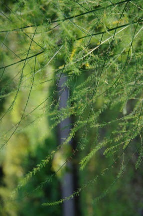 Asparagus officinalis sau ochi de iepure