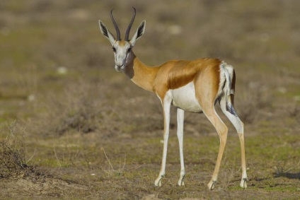 Springbok - cea mai uimitoare antilopă din Africa