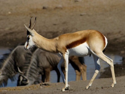 Springbok - cea mai uimitoare antilopă din Africa