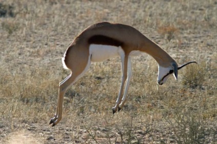 Springbok - cea mai uimitoare antilopă din Africa