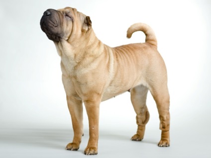 Articol despre culorile din rasa Shar Pei