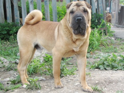 Articol despre culorile din rasa Shar Pei