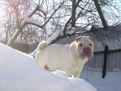 Egy cikk a szín a fajta shar pei