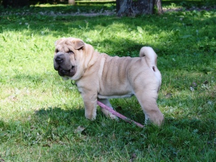 Articol despre culorile din rasa Shar Pei