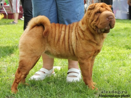 Articol despre culorile din rasa Shar Pei