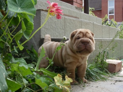 Articol despre culorile din rasa Shar Pei