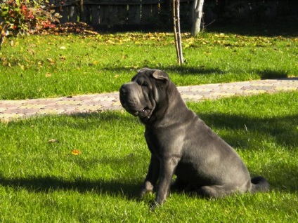 Egy cikk a szín a fajta shar pei