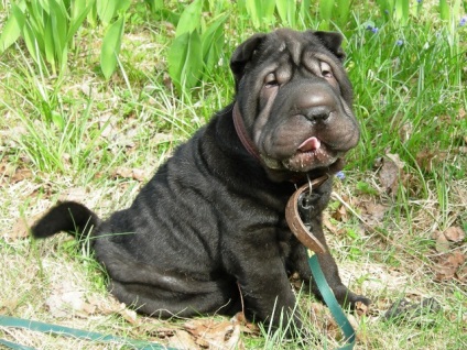 Articol despre culorile din rasa Shar Pei