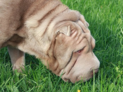 Articol despre culorile din rasa Shar Pei