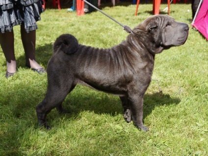 Egy cikk a szín a fajta shar pei