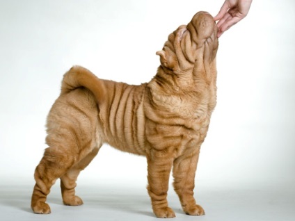 Articol despre culorile din rasa Shar Pei